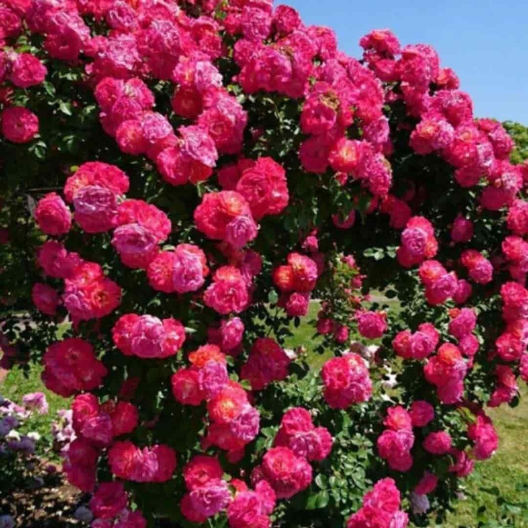 Premium Climbing Rose Seeds