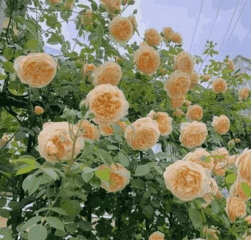 Premium Climbing Rose Seeds