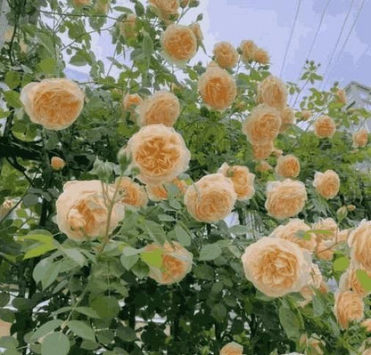 Premium Climbing Rose Seeds